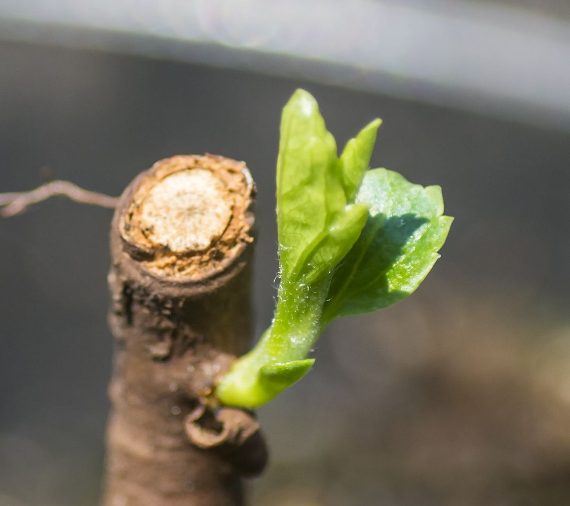 Ways of propagating apple trees